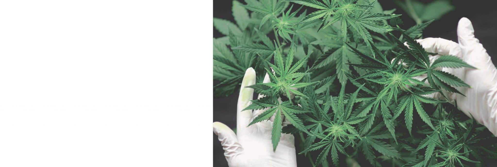 Cannabis Business Insurance Cowan Insurance Group