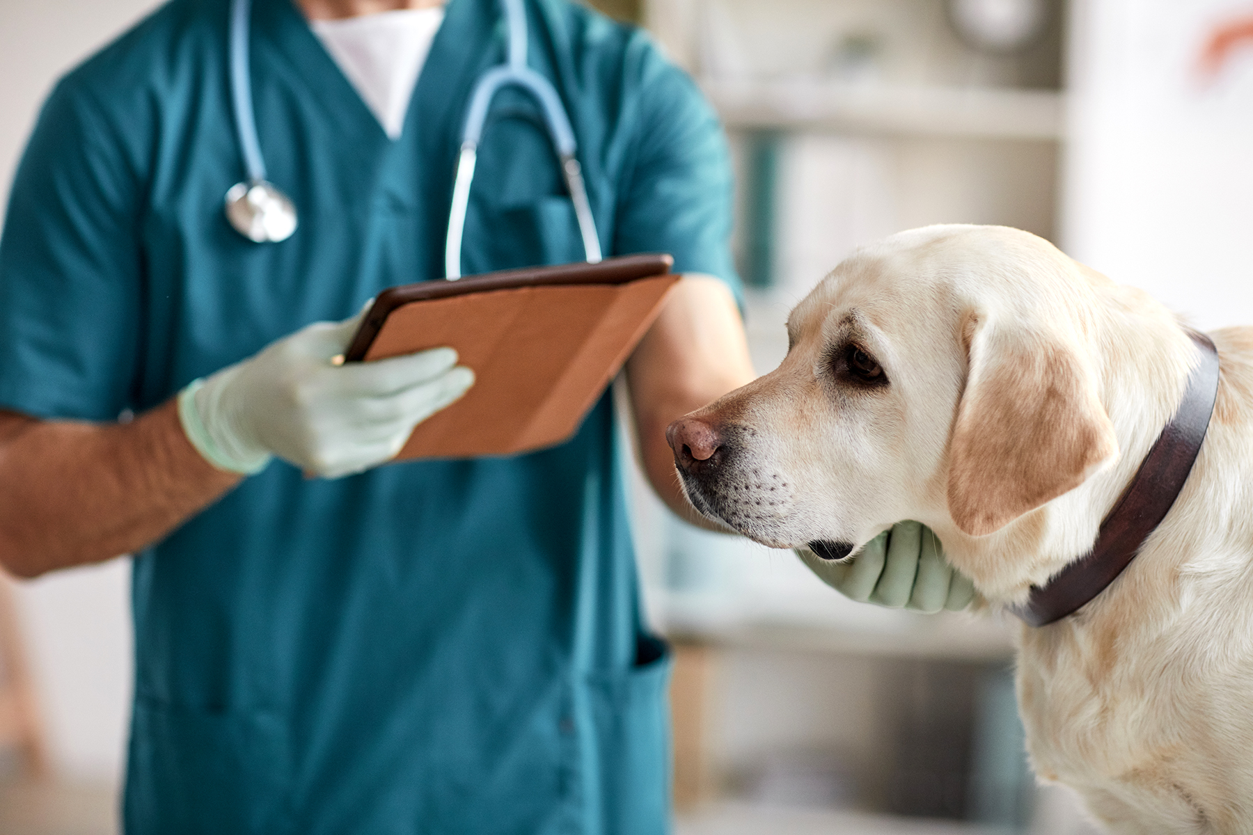What Petsecure Pet Health Insurance Covers Cowan Insurance